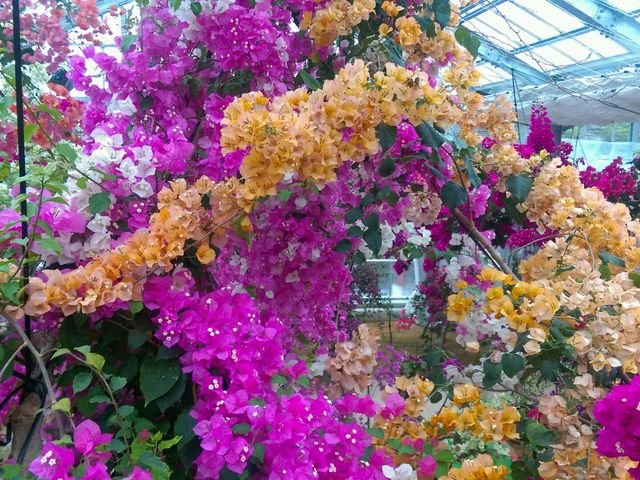 🌺 부겐빌레아 하우스 우레시노(부겐 하우스 우레시노) 이미지 1